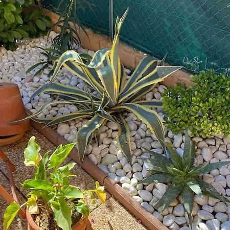 Apartment Charmant Studio Costebelle Proche Gare, Terrasse Et Parking Gratuit Hyeres